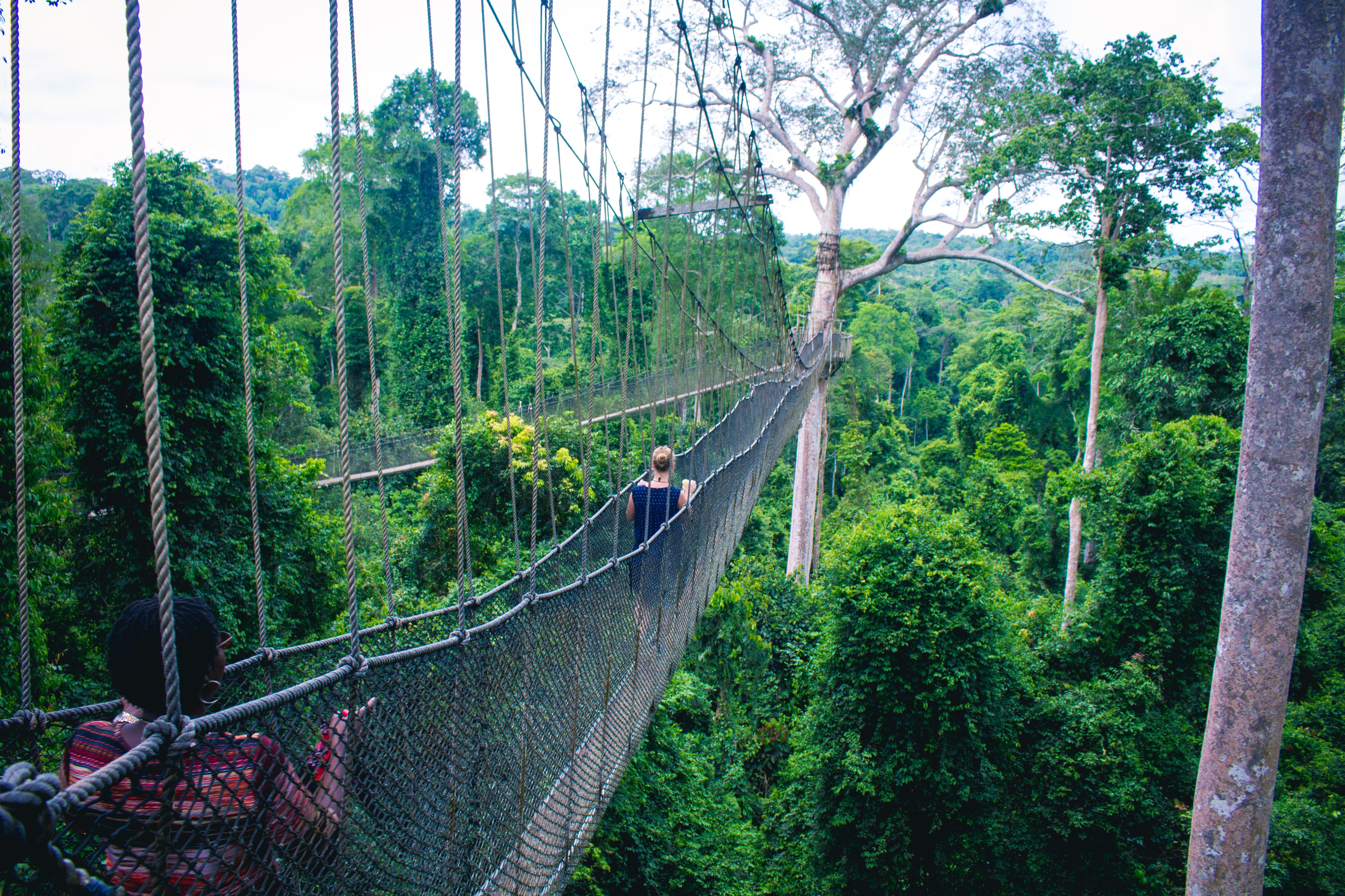 Ghana, Canopée de Kakum