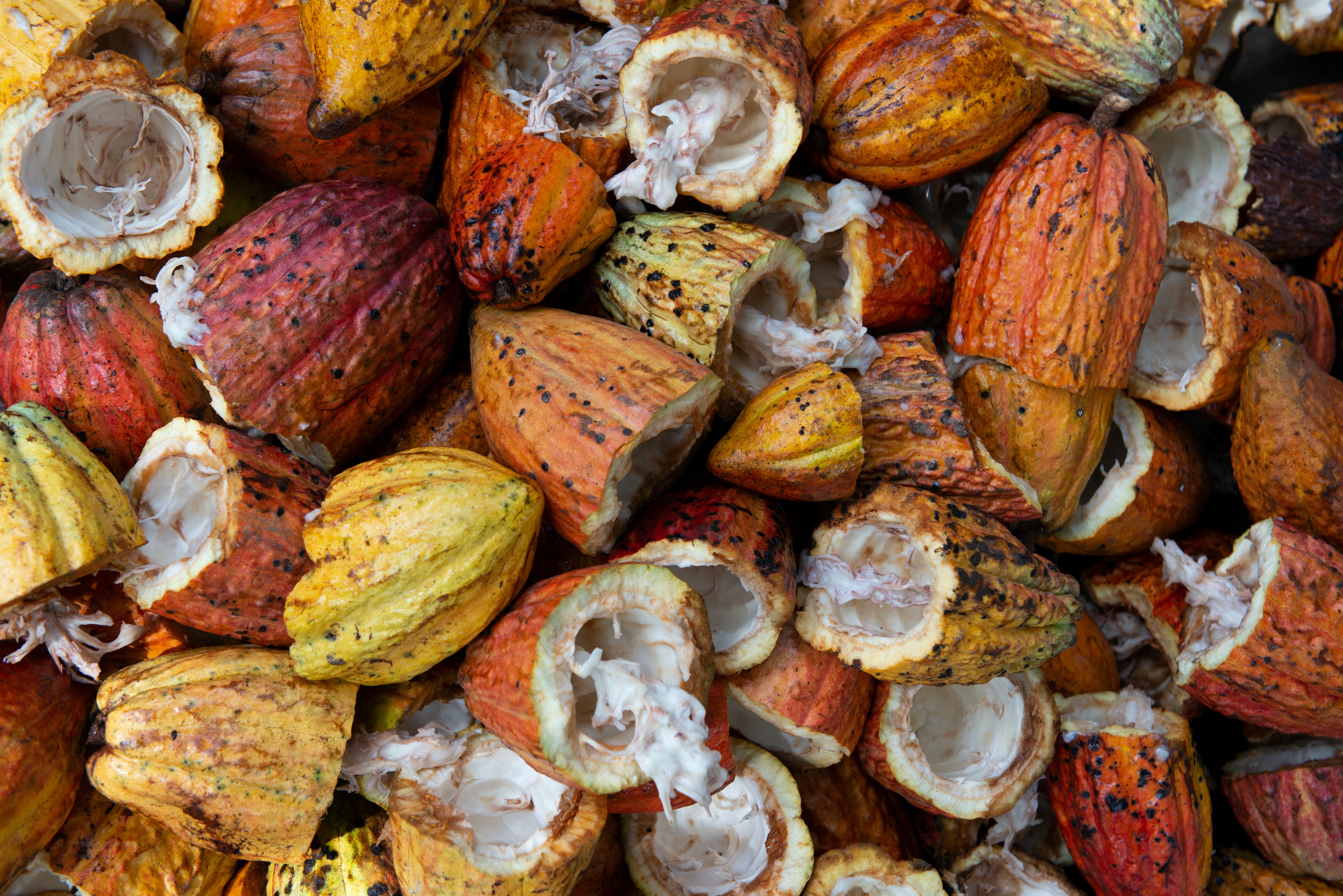 Fèves de cacao